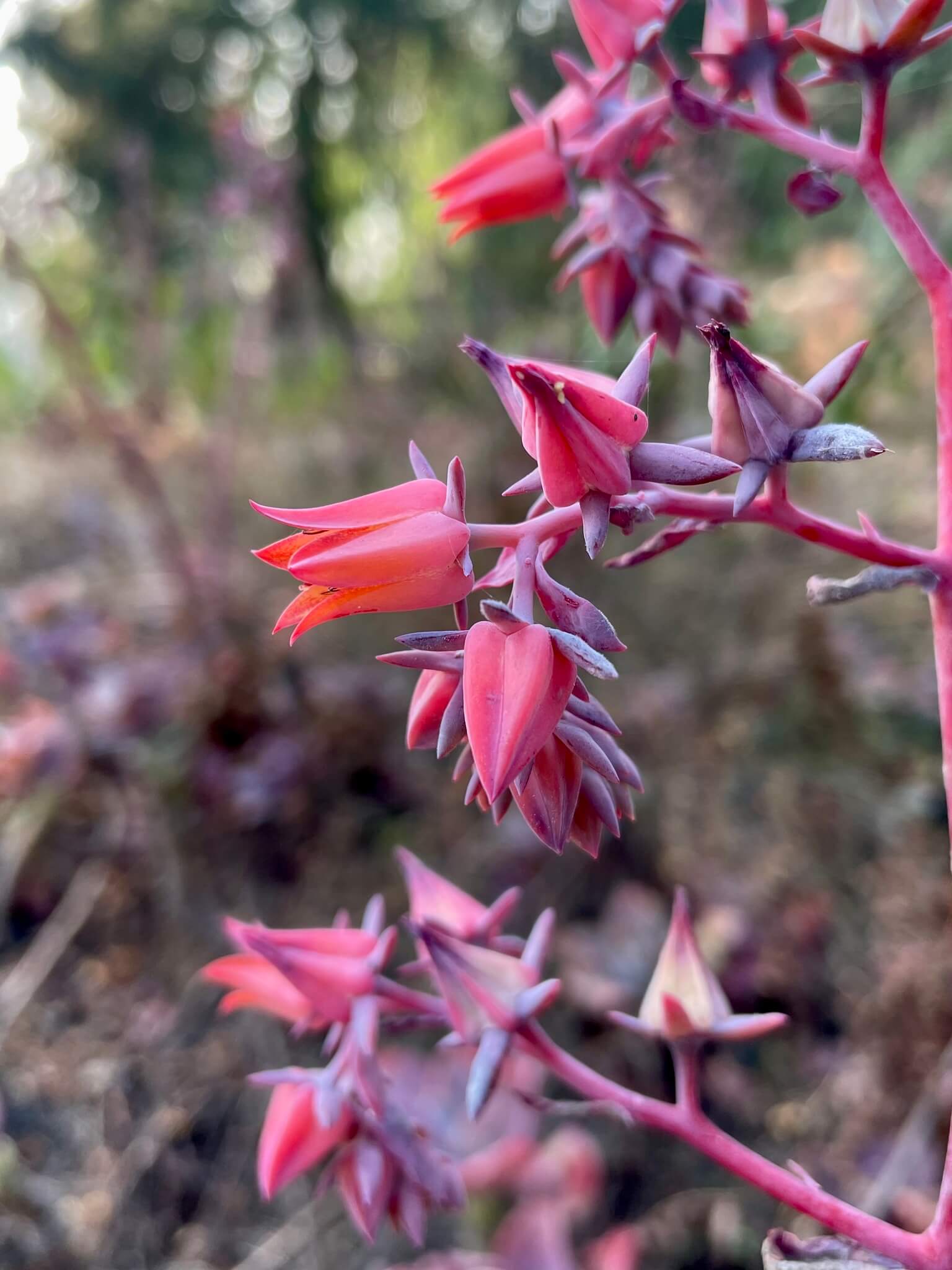 Echeveria gibbiflora